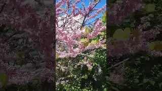 Анапа в цвету