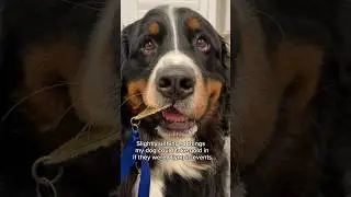 Unhinged Events My Dog Could Win a Gold Medal in at The Olympics 🥇 #bernesemountaindog #olympics