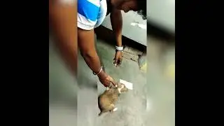 @Cute baby dog 🐶🐕♥️♥️