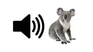 Koala - Sound Effect | ProSounds