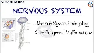 Nervous System Embryology and its Congenital Pathology | Nervous System by Aakansh Kothari