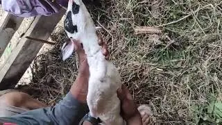VIRAL! KAMBING LAHIR TANPA KAKI
