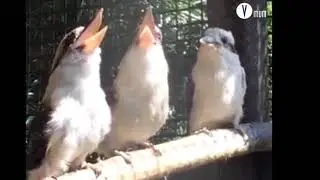 Quando só você não entende a piada