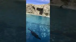 Морские котики 