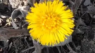 Мать-и-мачеха футаж
