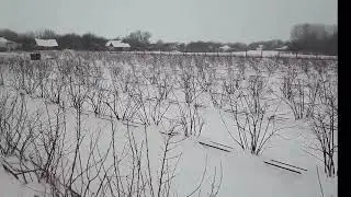 Победа над голубикой!