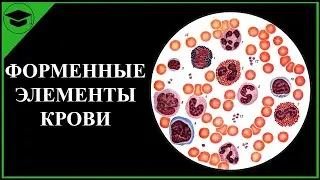 Форменные элементы и плазма | Состав крови ЕГЭ