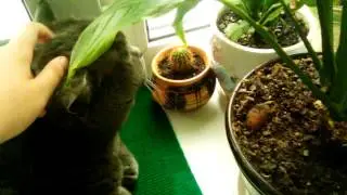 Кошка 
марта