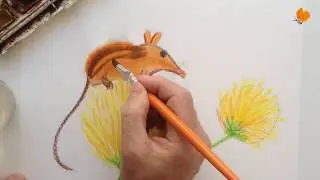 Рисуем поссума-медоеда