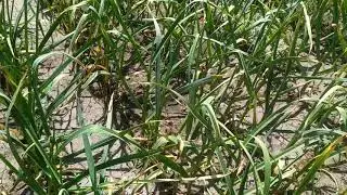 When to Harvest Garlic? Three Criteria for Determining Readiness.