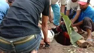 Penyembelihan hewan Qurban