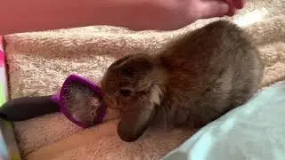 Fun with Holland Lop Bunnies