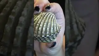 Thai Street Food | Seafood | Giant Cockle