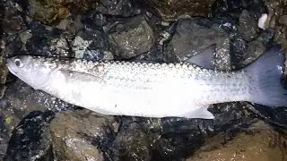 My feet are getting more tired walking along the sharp rocks looking for schools of mullet.