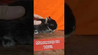 Черный кролик