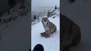 A lynx blocked a skier's path, and he was shocked when he found out why.