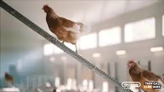 Granja Huevos Ecológicos & Hellmann Poultry Equipment
