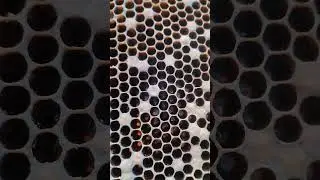 Слёт пчёл (клещ ) #bee #buckfast #beekeeper #carnica #varroa