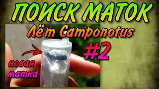 Поиск Отлетевших Маток! Прошедший лёт Camponotus
