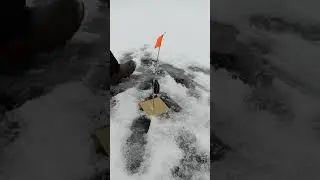 жерлици 2