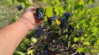 #Молдова Виноград краска.