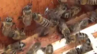Как убрать матку из роя при посадке роя в другой улей.