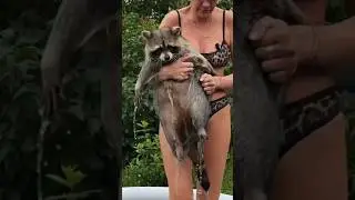 Лена выгнала енота Тёму из бассейна