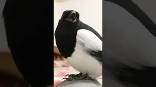 Битбокс - сорока хочет борщ 