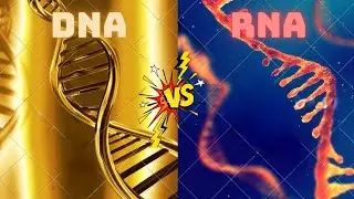 DNA VS RNA | What are the differences?