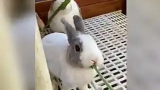 asmr rabbit. /pico pocky animals youtube channel mukbang.
