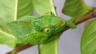 Jackson chameleon!