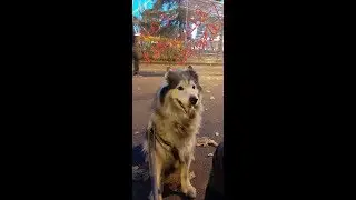 Гимн КЛАНа ДикСана