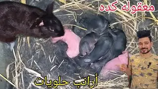 الارنبه الريكس ولدت واللبن ضعيف مش بترضع تعمل ايه