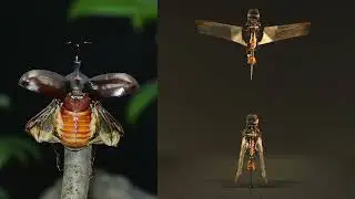 Passive wing deployment and retraction in beetles and flapping microrobots