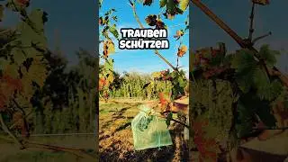 Weintrauben im Garten schützen #natur #wespen #wein#winzer#hobbywinzer#ernte#weinernte#sommer