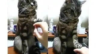 Кошка не любит, чтобы её гладили