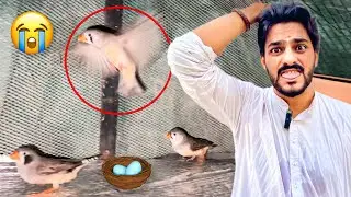 Finch Urr Gai 😭 | Billi Ne Khaa Li | Birds Vlog