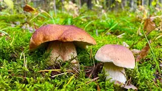 УРА! ГРИБЫ ПОШЛИ ПОСЛЕ ДОЖДЕЙ! ГРИБНОЕ ЭЛЬДОРАДО! БЕЛЫЕ ГРИБЫ, ПОЛЬСКИЕ БЕЛЫЕ ГРИБЫ, ЛИСИЧКИ!