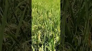 farming is life 