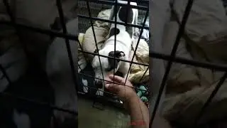 My nephew's crazy 🤪 dog 🐕 old video..