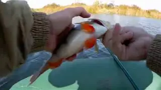 Рыбалка осенью на кружки