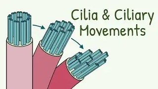 Mechanism of Ciliary Movement || Structure of Cilia || How do Cilia Move? || Mucociliary Clearnace