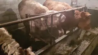 За сколько купил своих телят для откорма. В каком возрасте лучше брать телят.