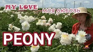 Белый махровый пион MY LOVE / Сад Ворошиловой