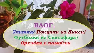 ВЛОГ.Улитка. Дикси. Футболки из Светофора.Орхидея с помойки