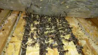 Как зимуют слабые семьи в подвале.