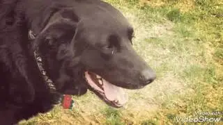 Dog fights vicious lion