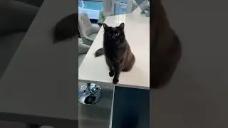 Black Cat Owners Will Understand