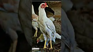 Before/After Photo editing | Before After Slide Video | Instagram Trending songshort #viarlshort