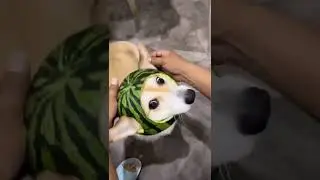 ржака собака непонимака или арбузный пёс рыцарь